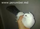 porumbei de vinzare
