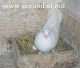 porumbei de vinzare
