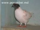 porumbei de vinzare