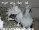 Porumbei