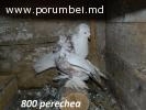 Porumbei