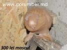 Porumbei