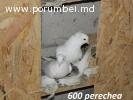 Porumbei