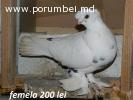 Porumbei
