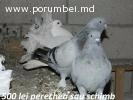 Porumbei