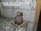 Porumbei