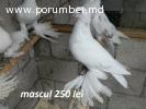 Porumbei