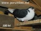 Porumbei