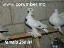 Porumbei