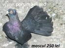 Porumbei