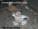 Porumbei