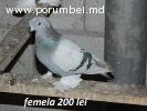 Porumbei
