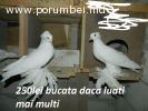 Porumbei