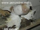 Porumbei