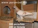 Porumbei