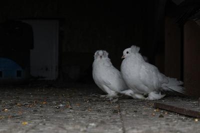 Vând hulubi, rasa uriaș unguresc