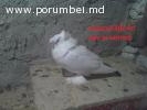 Vind porumbei sau schimb!!!!!!!!!!