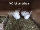 Vind Porumbei