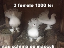Vind Porumbei