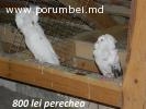 Vind