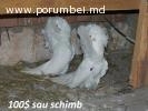 Vind