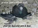 Vind